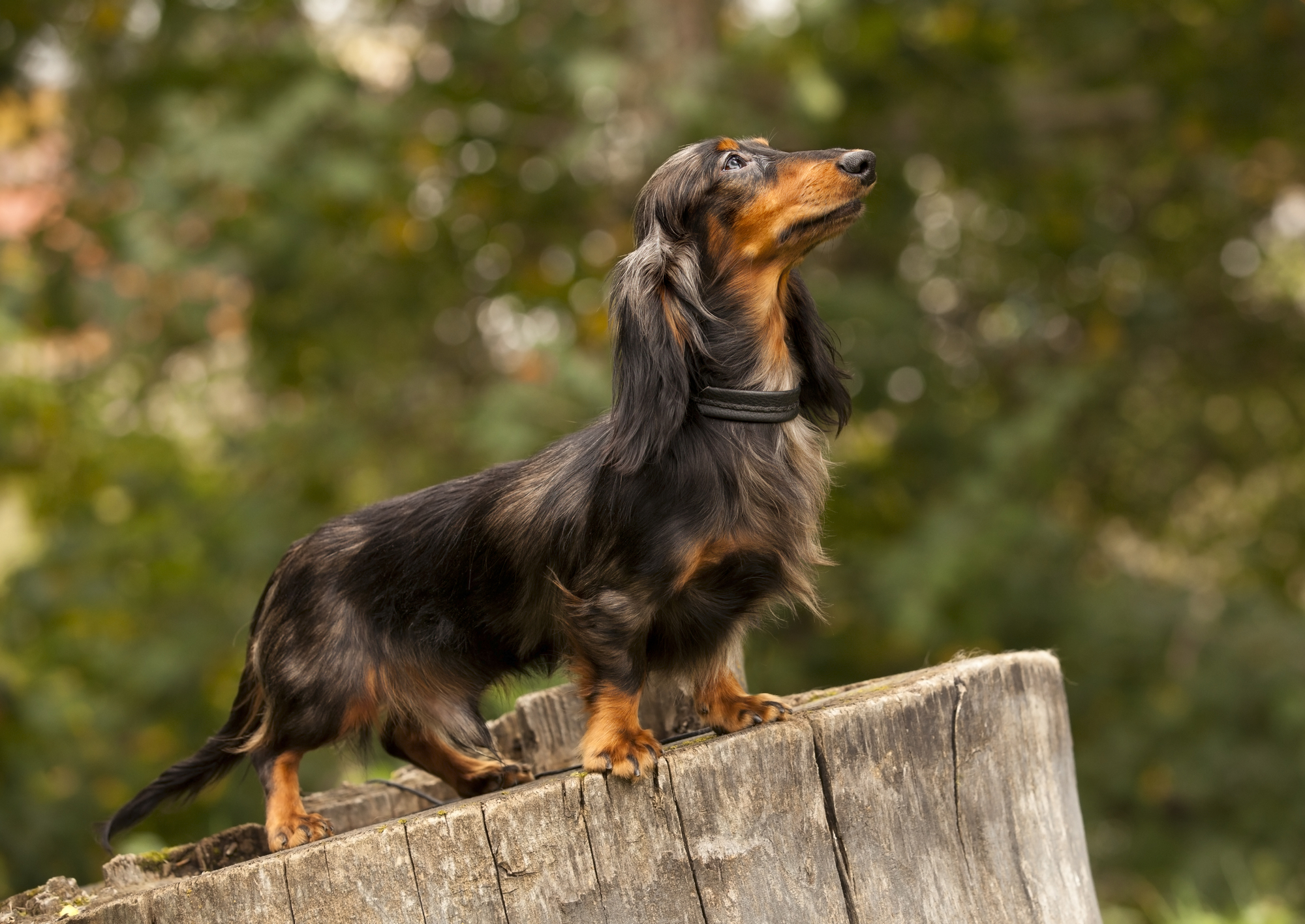 How To Tell If A Dachshund Puppy Is Long Haired? – Dachshunds Daily