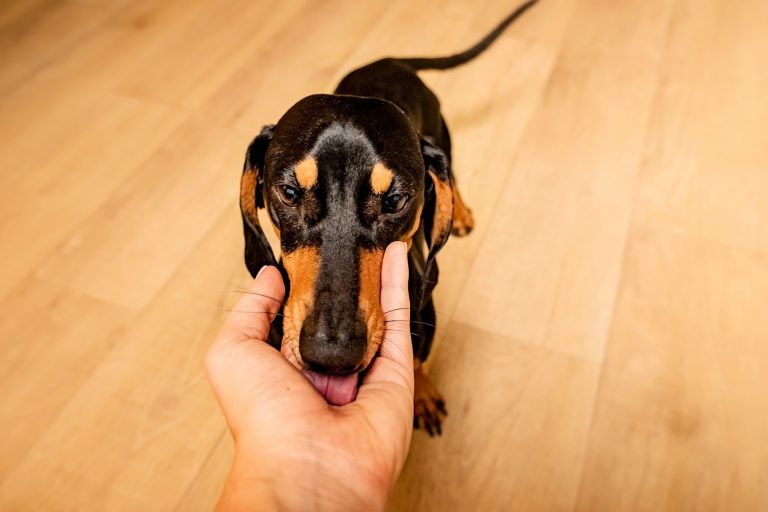 Why Is My Dachshund Licking The Floor?